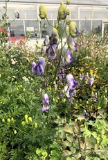 Bron and Sons Aconitum carmichaelii 'Cloudy' #1  Cloudy Monkshood