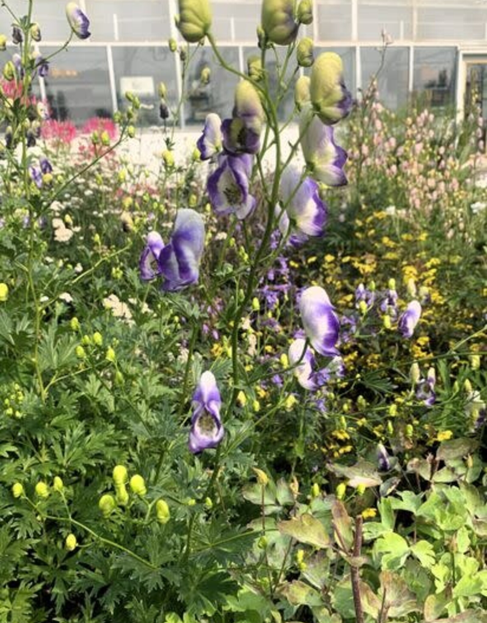 Bron and Sons Aconitum carmichaelii 'Cloudy' #1  Cloudy Monkshood