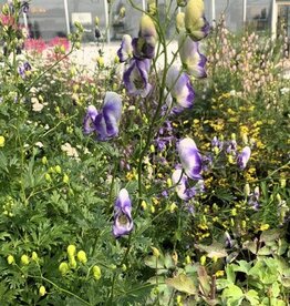 Bron and Sons Aconitum carmichaelii 'Cloudy' #1  Cloudy Monkshood