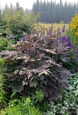Bron and Sons Actaea simplex 'Brunette' #2  -Brunette Bugbane