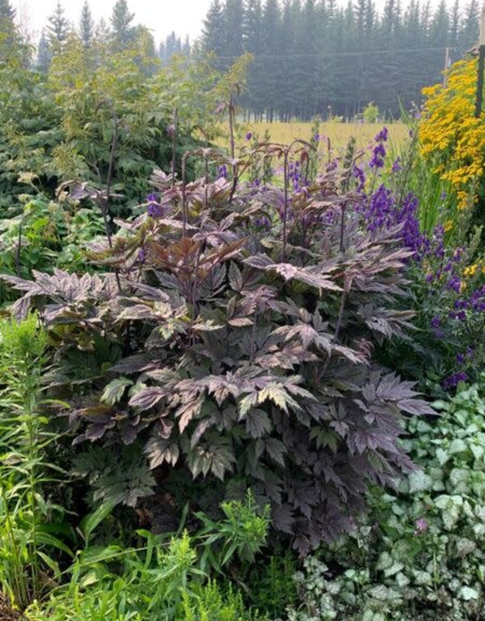 Bron and Sons Actaea simplex 'Brunette' #2  -Brunette Bugbane
