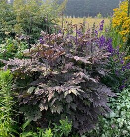 Bron and Sons Actaea simplex 'Brunette' #2  -Brunette Bugbane