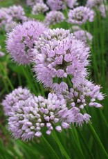 Bron and Sons Allium tanguticum 'Summer Beauty' #1  Summer Beauty Onion
