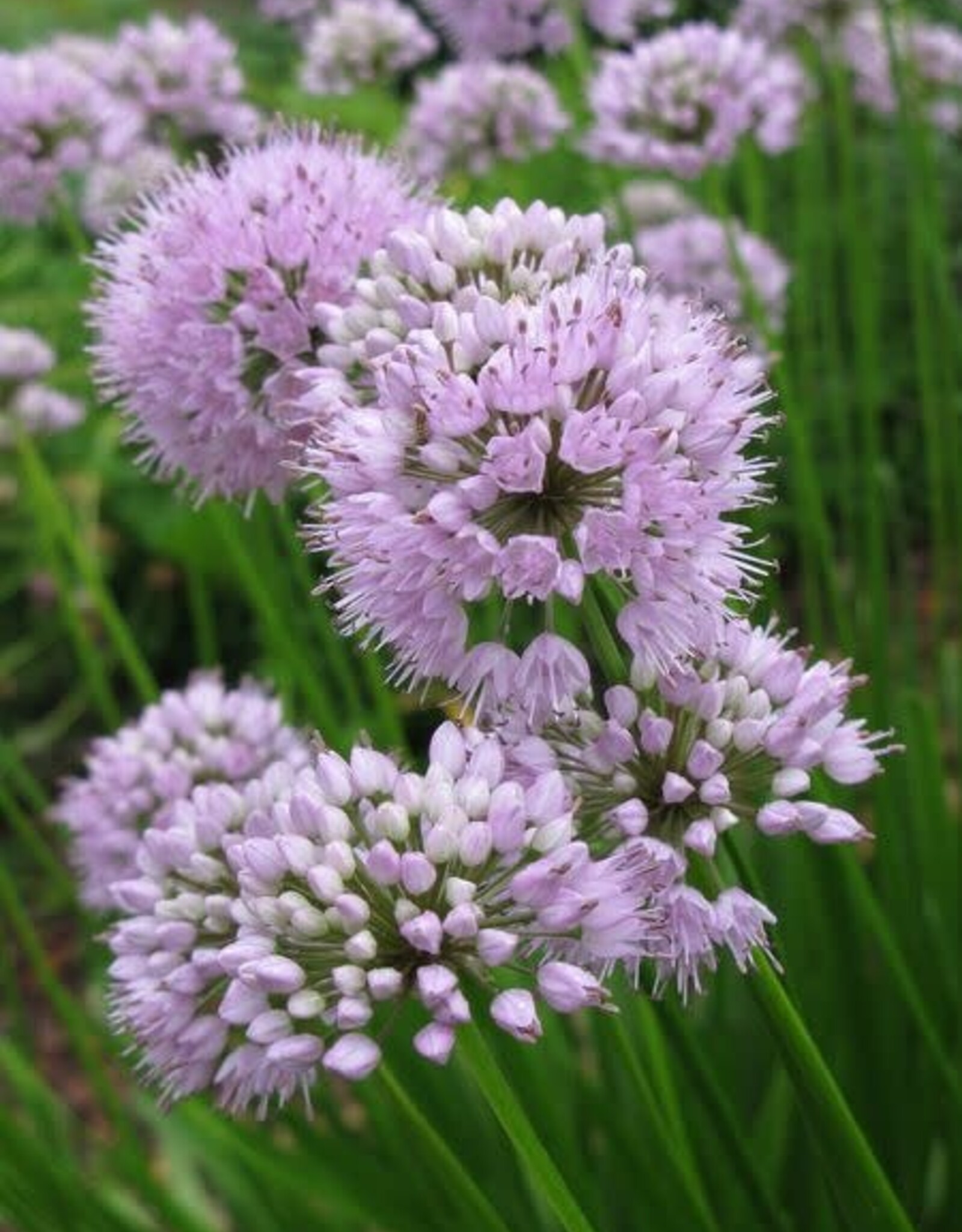 Bron and Sons Allium tanguticum 'Summer Beauty' #1  Summer Beauty Onion