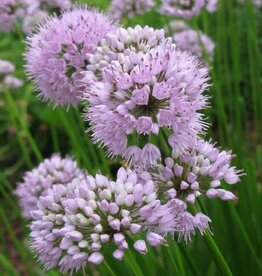 Bron and Sons Allium tanguticum 'Summer Beauty' #1  Summer Beauty Onion