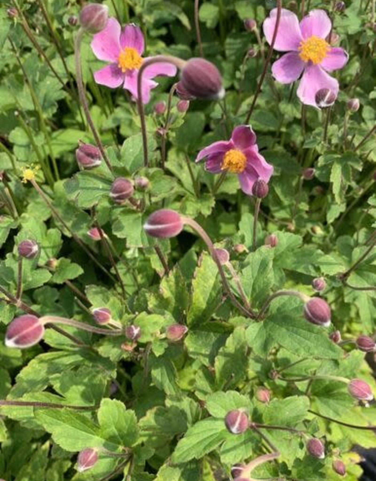 Bron and Sons Anemone tom. 'Robustissima' #1  Robustissima Japanese Anemone