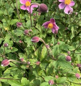 Bron and Sons Anemone tom. 'Robustissima' #1  Robustissima Japanese Anemone