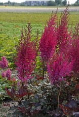 Bron and Sons Astilbe 'Mighty Chocolate Cherry' #1  Mighty Chocolate Cherry Astilbe