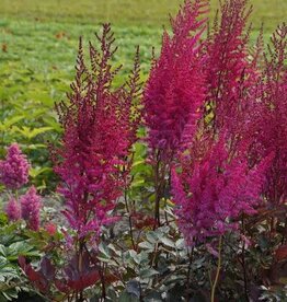 Bron and Sons Astilbe 'Mighty Chocolate Cherry' #1  Mighty Chocolate Cherry Astilbe