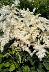 Bron and Sons Astilbe x a. 'Brautschleier' #1  Bridal Veil Astilbe
