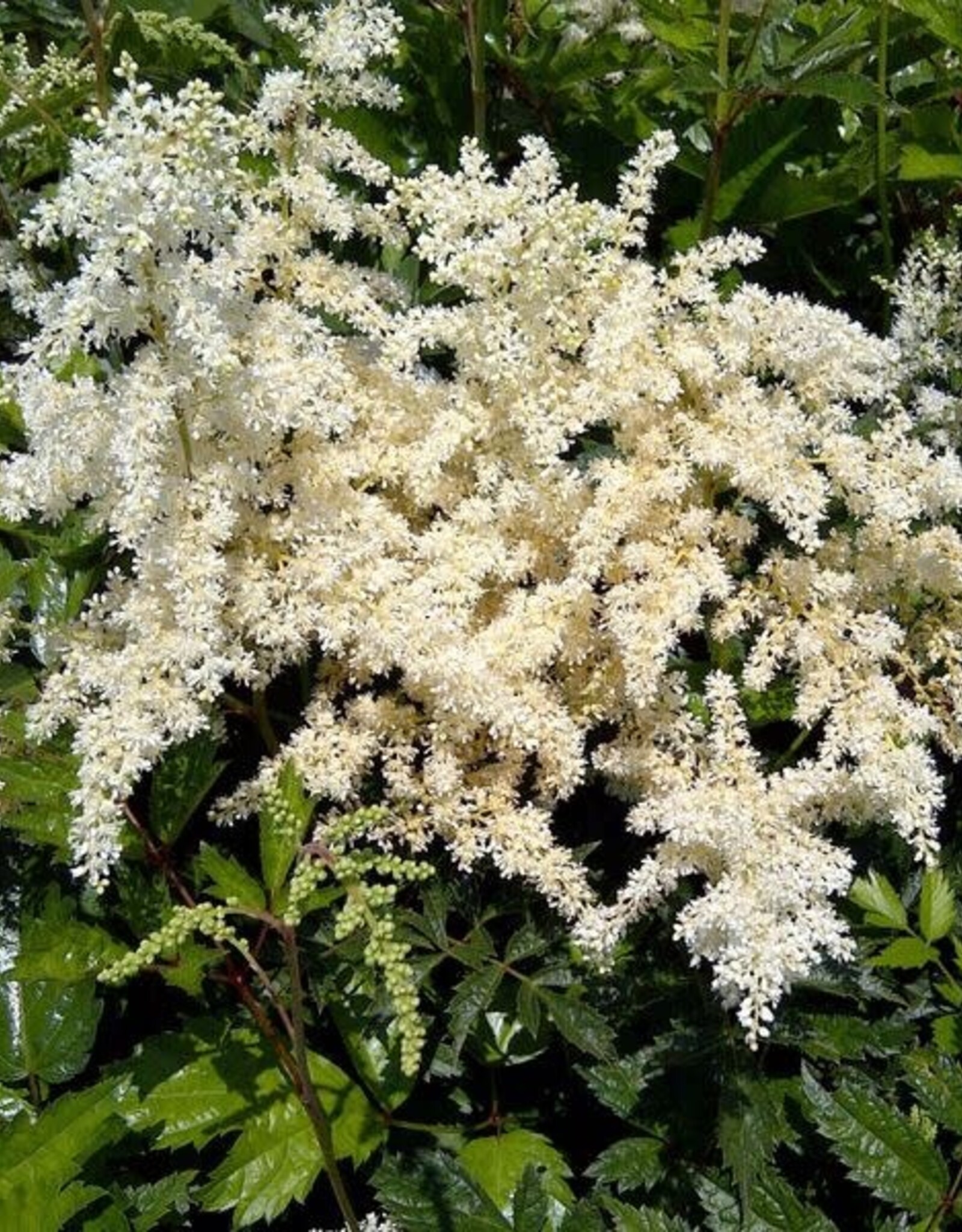 Bron and Sons Astilbe x a. 'Brautschleier' #1  Bridal Veil Astilbe