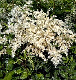Bron and Sons Astilbe x a. 'Brautschleier' #1  Bridal Veil Astilbe
