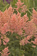 Bron and Sons Astilbe x a. 'Peach Blossom' #1  Peach Blossom Astilbe