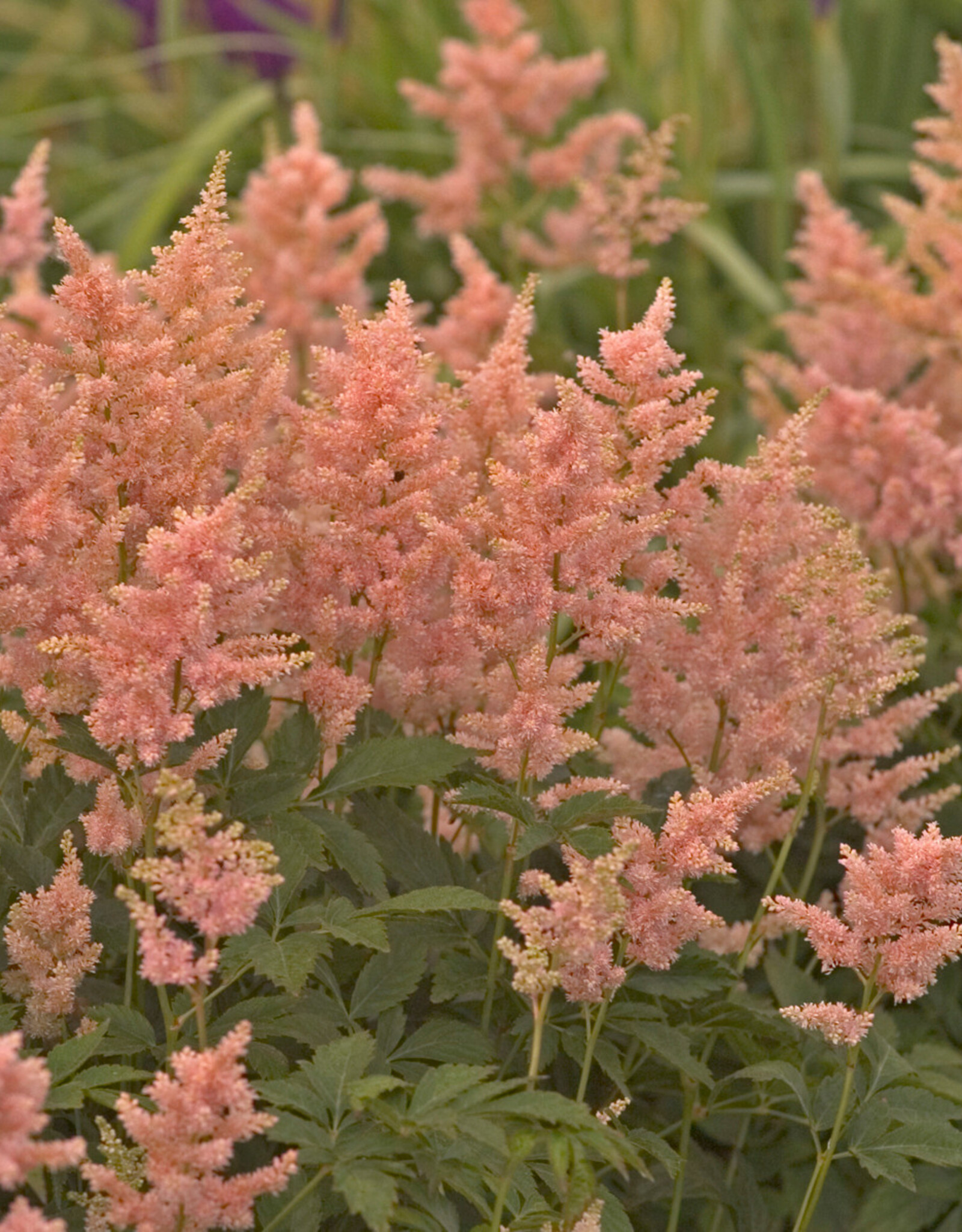 Bron and Sons Astilbe x a. 'Peach Blossom' #1  Peach Blossom Astilbe
