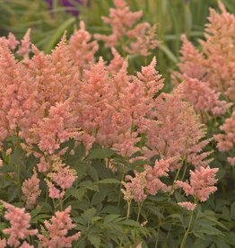 Bron and Sons Astilbe x a. 'Peach Blossom' #1  Peach Blossom Astilbe
