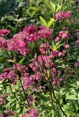 Bron and Sons Astrantia major 'Star of Fire' #1  Star of Fire Astrantia