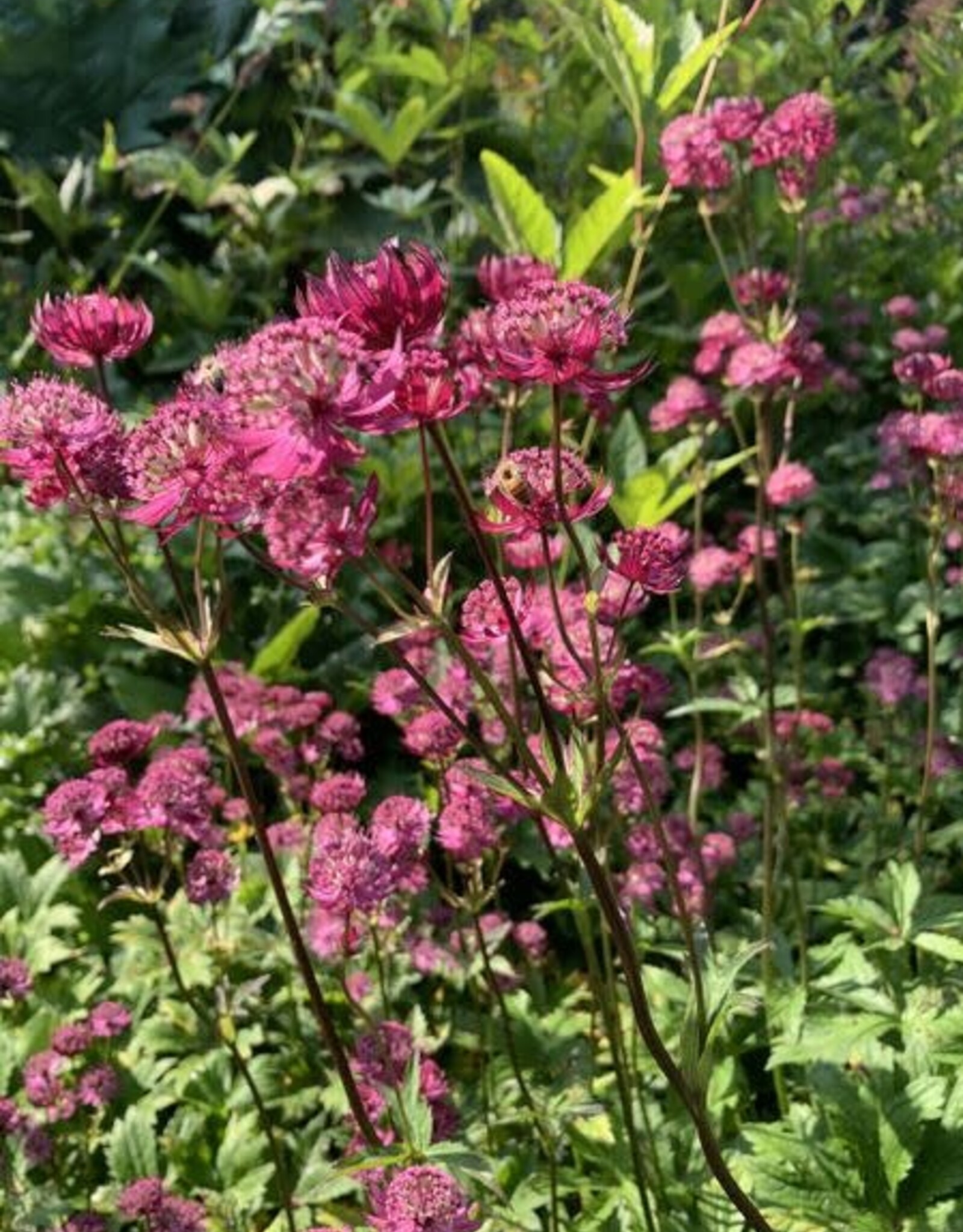 Bron and Sons Astrantia major 'Star of Fire' #1  Star of Fire Astrantia