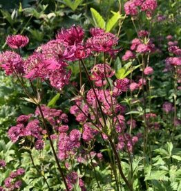 Bron and Sons Astrantia major 'Star of Fire' #1  Star of Fire Astrantia