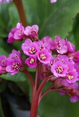Bron and Sons Bergenia cordifolia 'Winter Glow' #1  -Winter Glow Bergenia