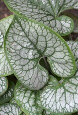Bron and Sons Brunnera macr. 'Jack Frost' PP13859 #1  Jack Frost Brunnera