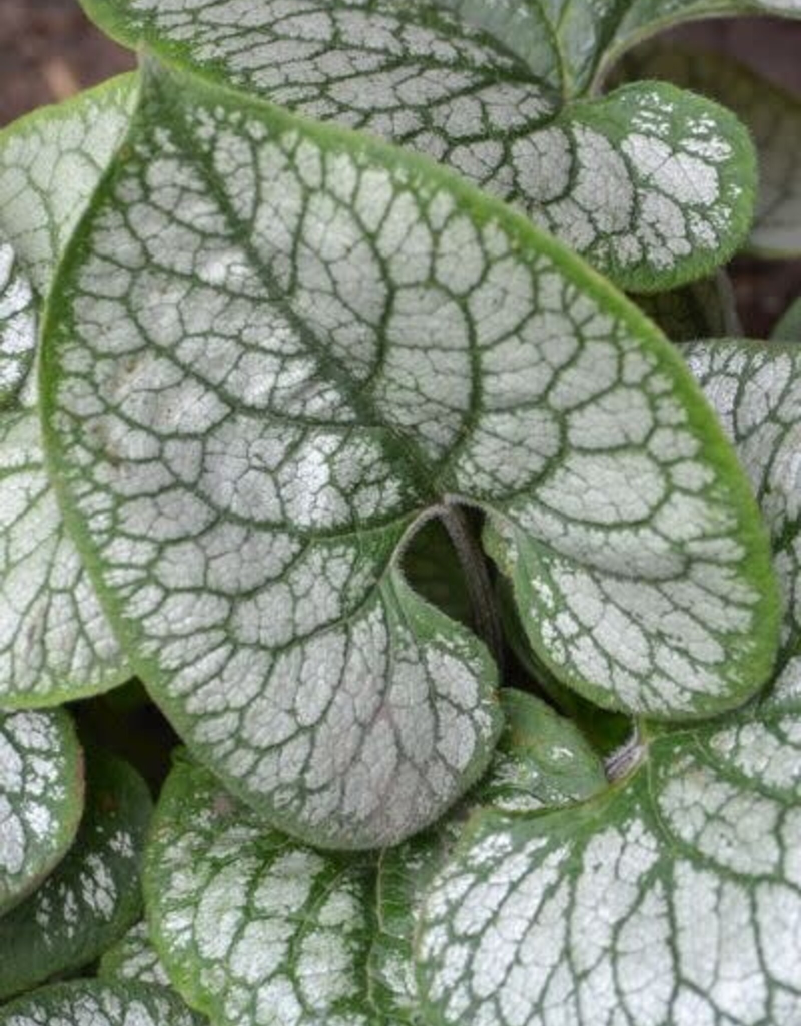 Bron and Sons Brunnera macr. 'Jack Frost' PP13859 #1  Jack Frost Brunnera
