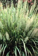 Bron and Sons Calamagrostis brachytricha #1  Korean Feather Reed Grass