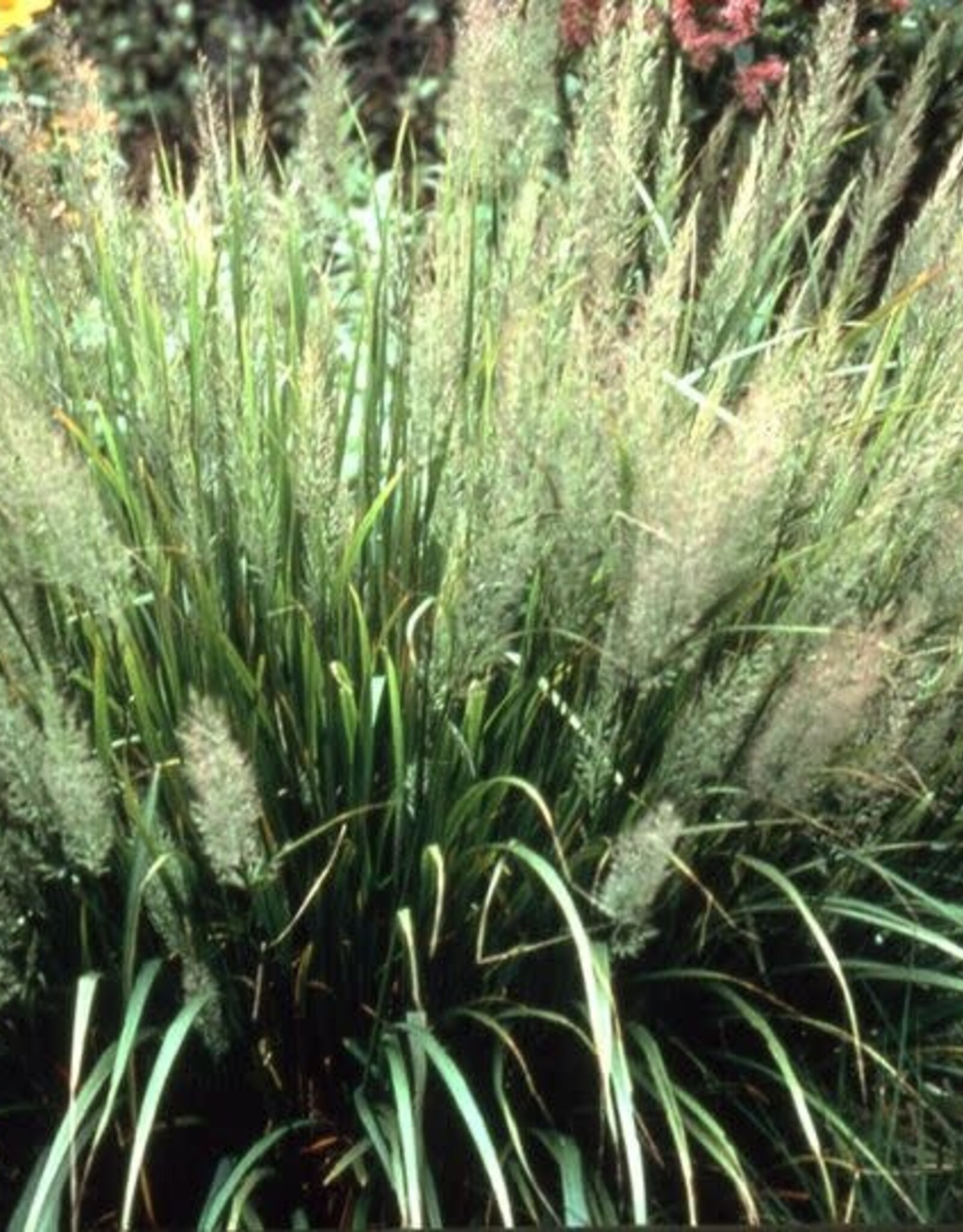 Bron and Sons Calamagrostis brachytricha #1  Korean Feather Reed Grass