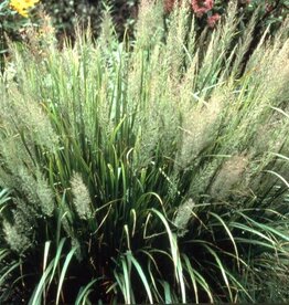 Bron and Sons Calamagrostis brachytricha #1  Korean Feather Reed Grass