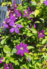 Bron and Sons Clematis 'Jackmanii Superba' #1  Jackmanii Superba Clematis