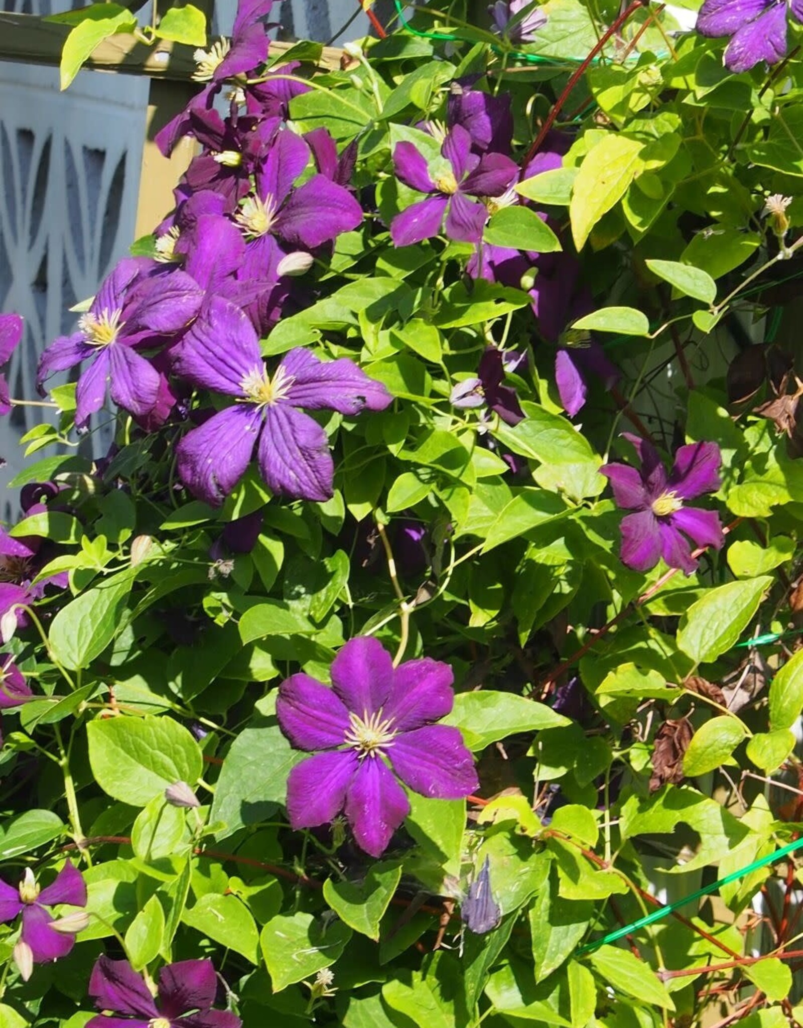 Bron and Sons Clematis 'Jackmanii Superba' #1  Jackmanii Superba Clematis