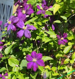Bron and Sons Clematis 'Jackmanii Superba' #1  Jackmanii Superba Clematis