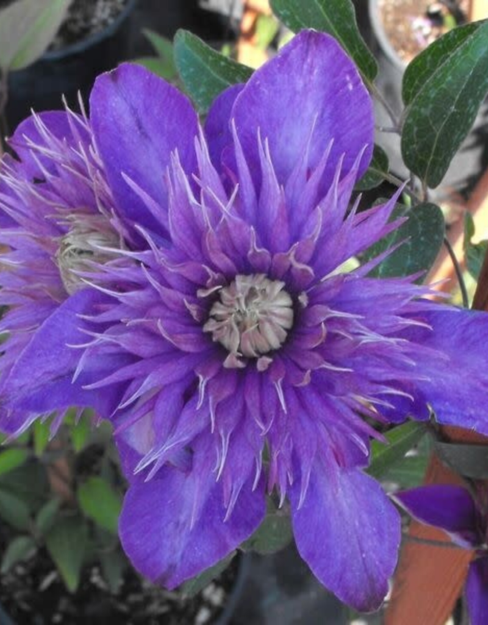 Bron and Sons Clematis 'Multi Blue' #1  Multi Blue Clematis
