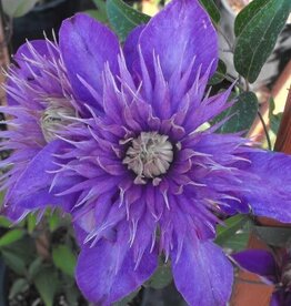 Bron and Sons Clematis 'Multi Blue' #1  Multi Blue Clematis