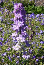 Bron and Sons Delphinium elatum 'Lilac Pink White Bee' #1  Lilac Pink White Bee Delphinium