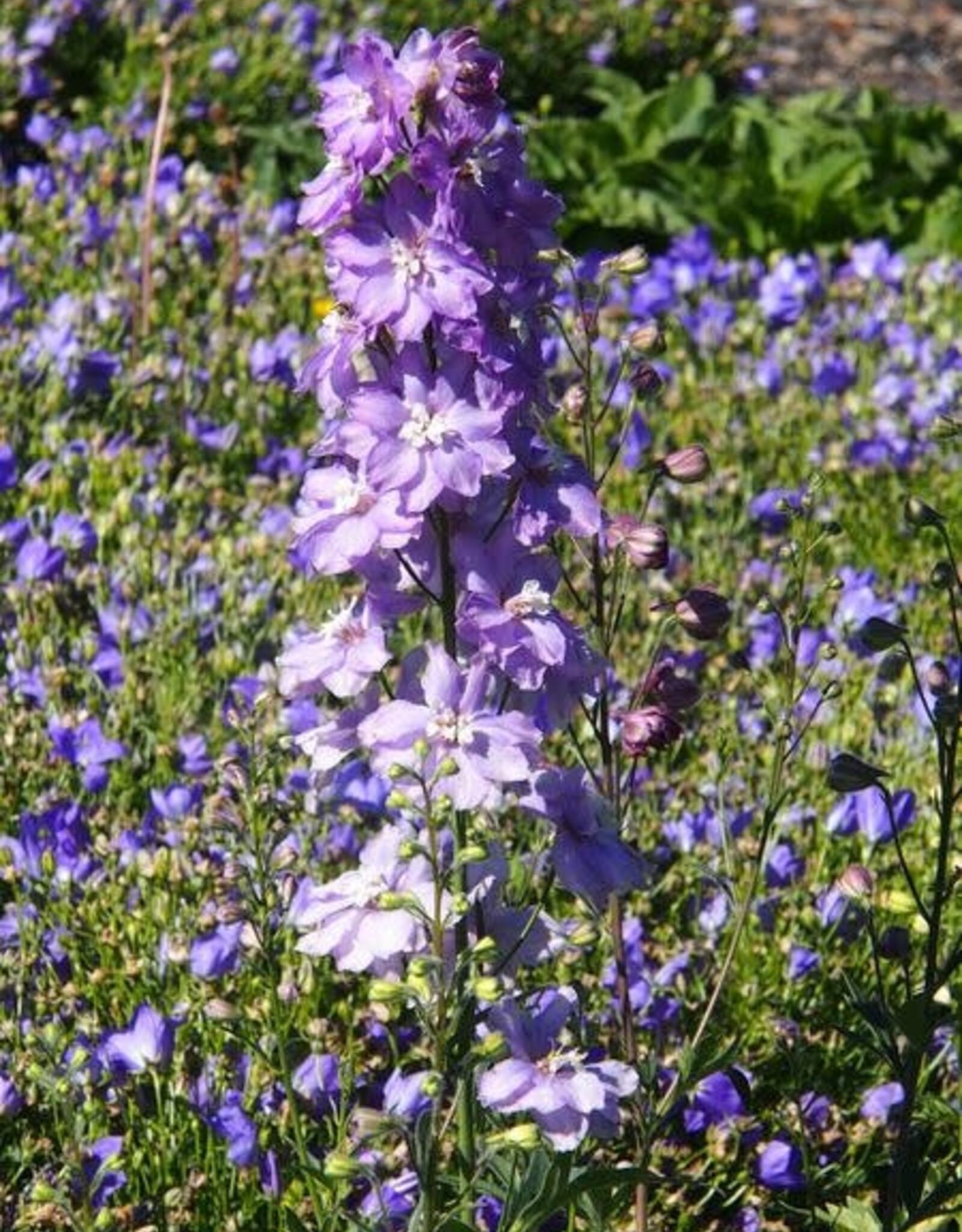 Bron and Sons Delphinium elatum 'Lilac Pink White Bee' #1  Lilac Pink White Bee Delphinium