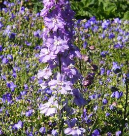Bron and Sons Delphinium elatum 'Lilac Pink White Bee' #1  Lilac Pink White Bee Delphinium