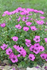 Bron and Sons Geranium cinereum 'Ballerina' #1  Ballerina Geranium