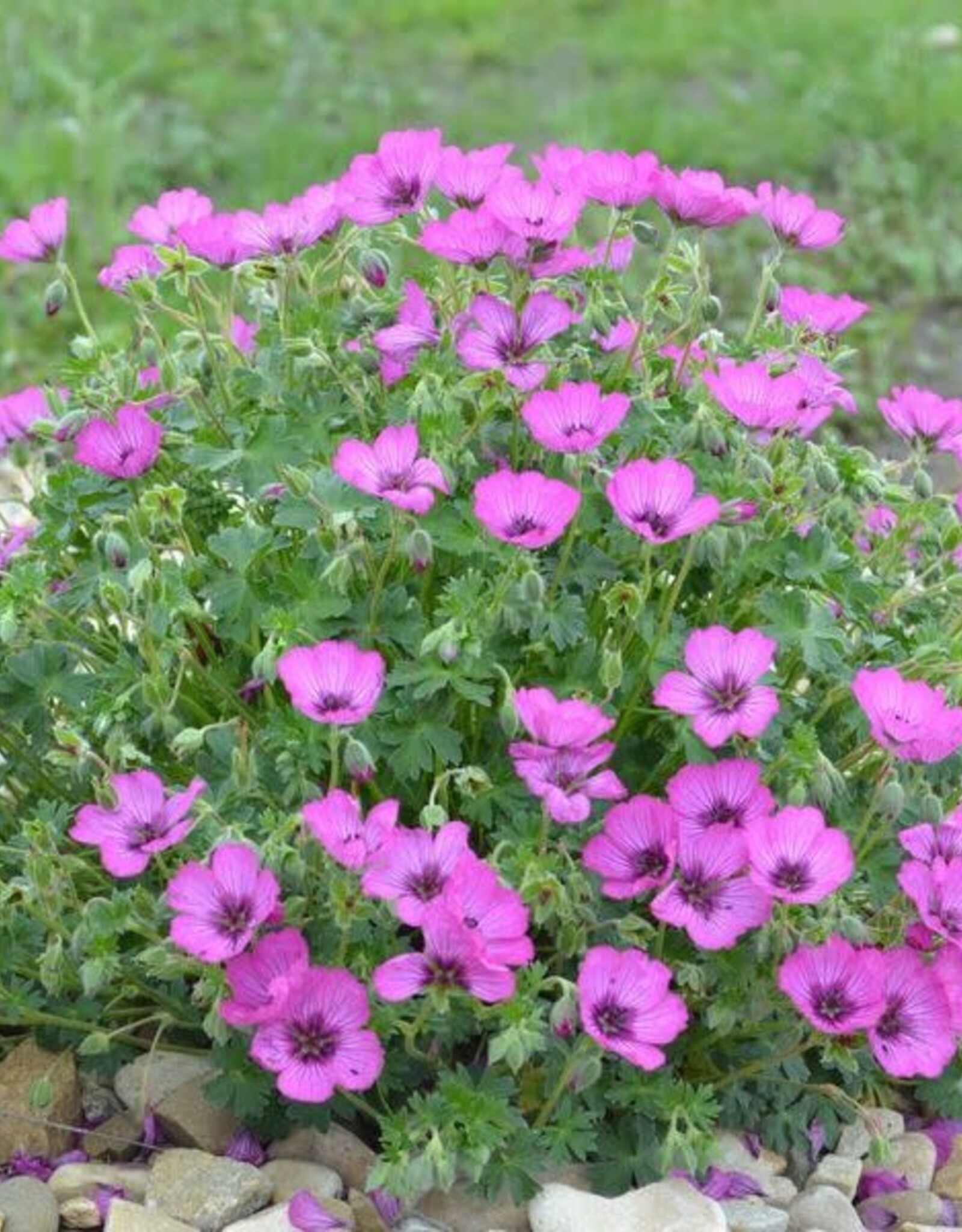 Bron and Sons Geranium cinereum 'Ballerina' #1  Ballerina Geranium