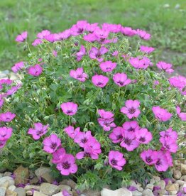 Bron and Sons Geranium cinereum 'Ballerina' #1  Ballerina Geranium