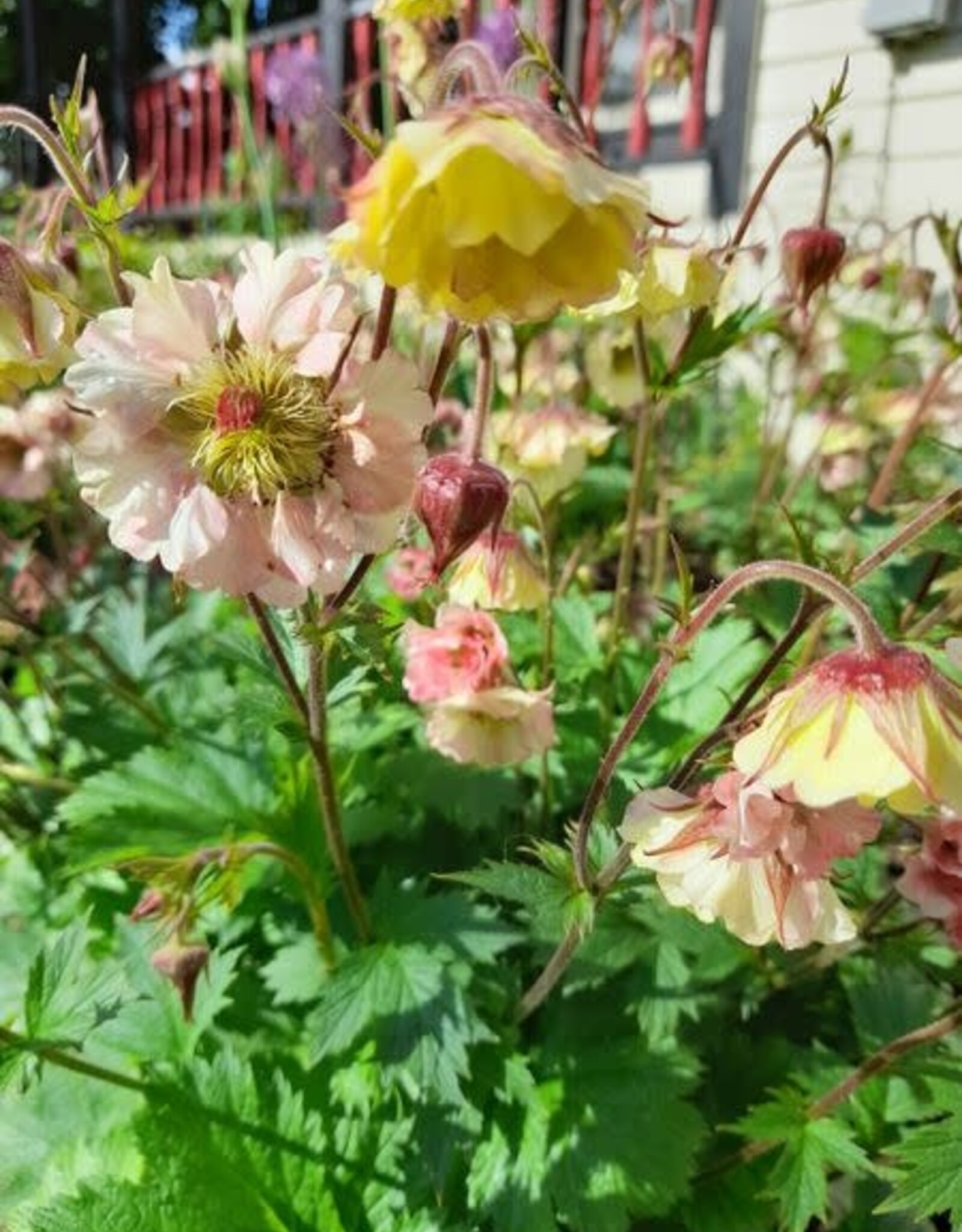 Bron and Sons Geum 'Pretticoats Peach TNGEUPP' #1  Pretticoats™ Peach Avens