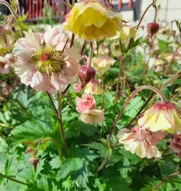 Bron and Sons Geum 'Pretticoats Peach TNGEUPP' #1  Pretticoats™ Peach Avens