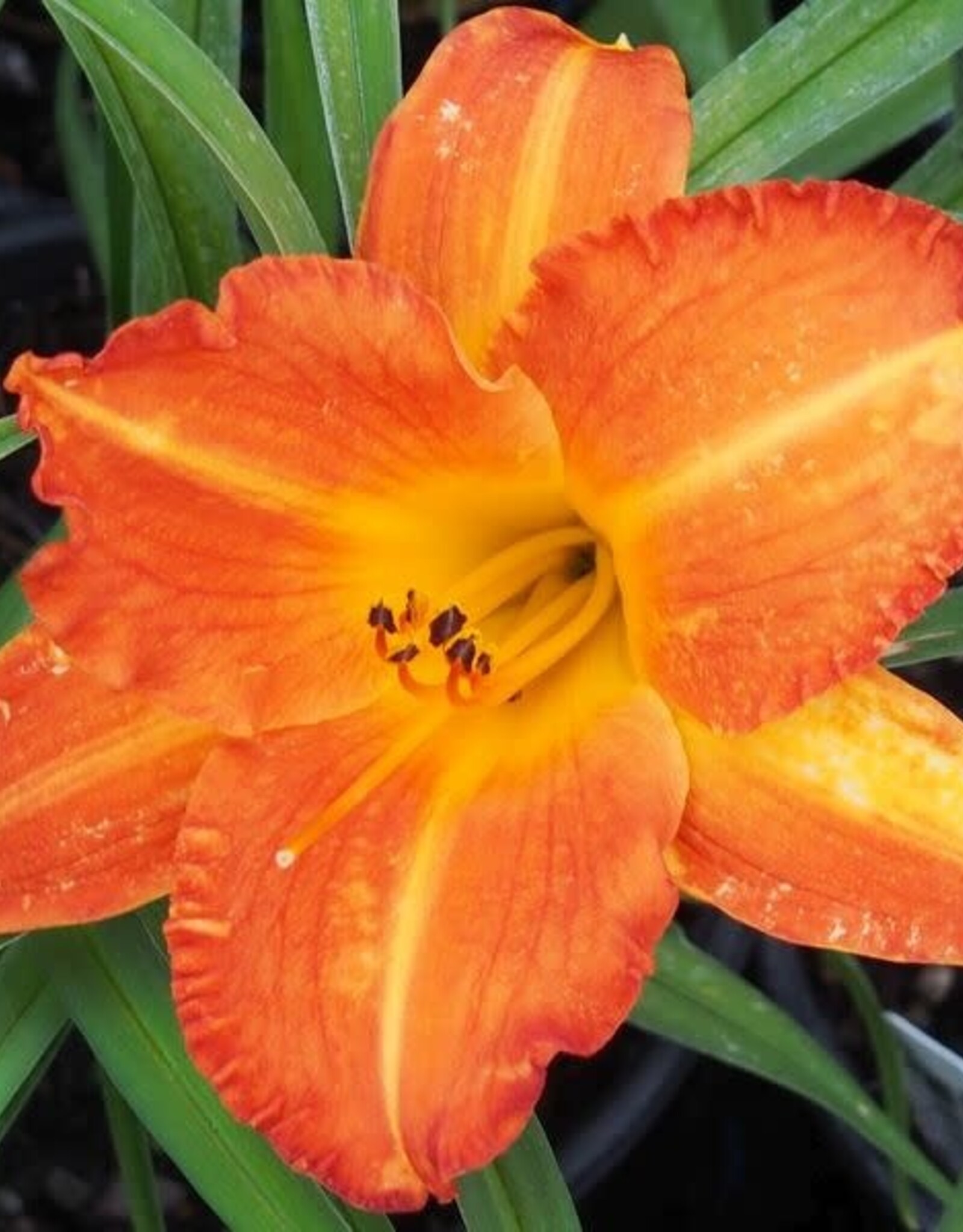 Bron and Sons Hemerocallis 'Mauna Loa' #1  Mauna Loa Daylily