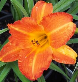 Bron and Sons Hemerocallis 'Mauna Loa' #1  Mauna Loa Daylily