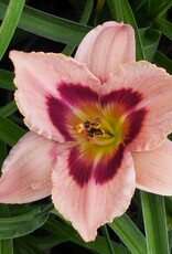 Bron and Sons Hemerocallis 'Wineberry Candy' #1  Wineberry Candy Daylily
