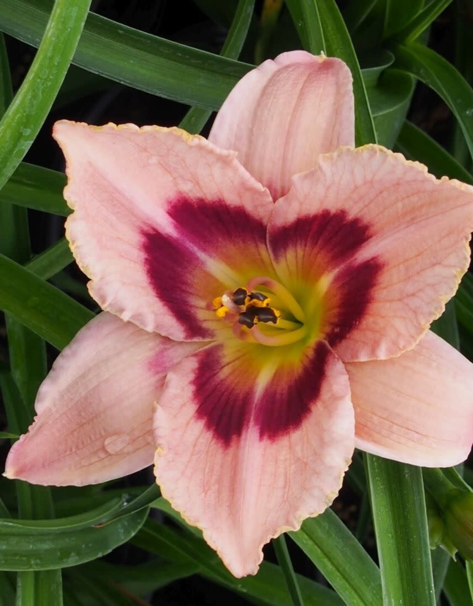 Bron and Sons Hemerocallis 'Wineberry Candy' #1  Wineberry Candy Daylily