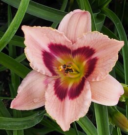 Bron and Sons Hemerocallis 'Wineberry Candy' #1  Wineberry Candy Daylily