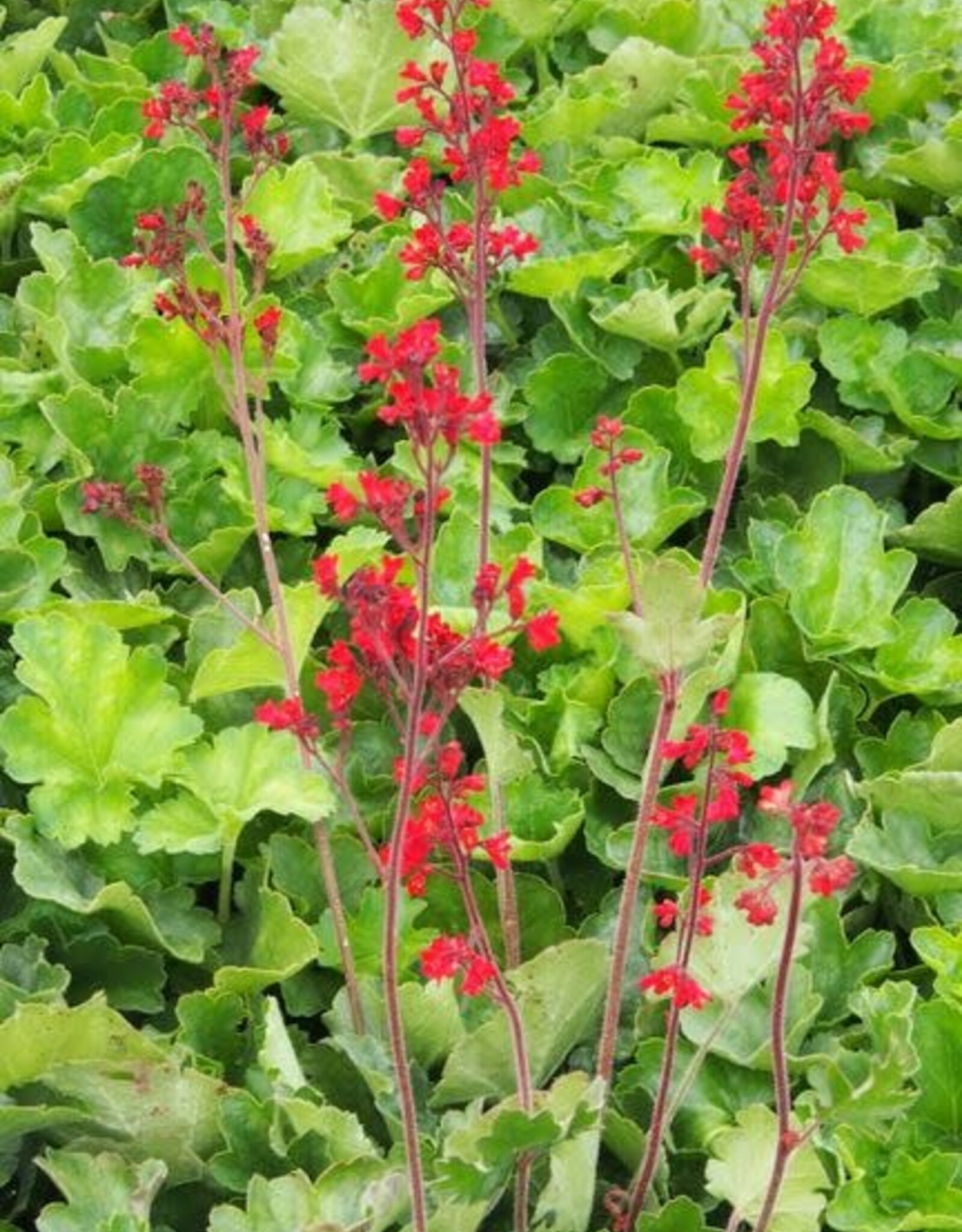 Bron and Sons Heuchera 'Firefly' #1  Firefly Coralbells