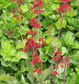 Bron and Sons Heuchera 'Firefly' #1  Firefly Coralbells