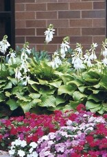 Bron and Sons Hosta 'Royal Standard' #1  Royal Standard Hosta