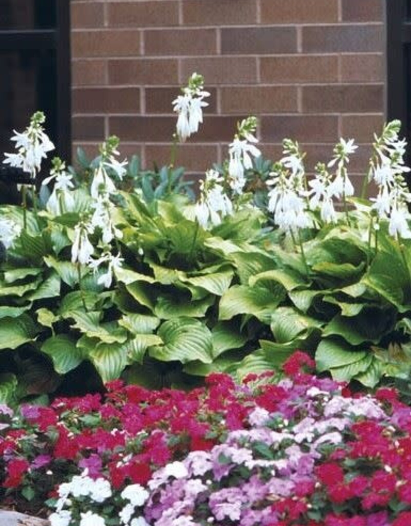Bron and Sons Hosta 'Royal Standard' #1  Royal Standard Hosta